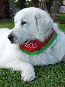 Fifi the Maremma